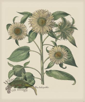 Besler 205 Colored  B2